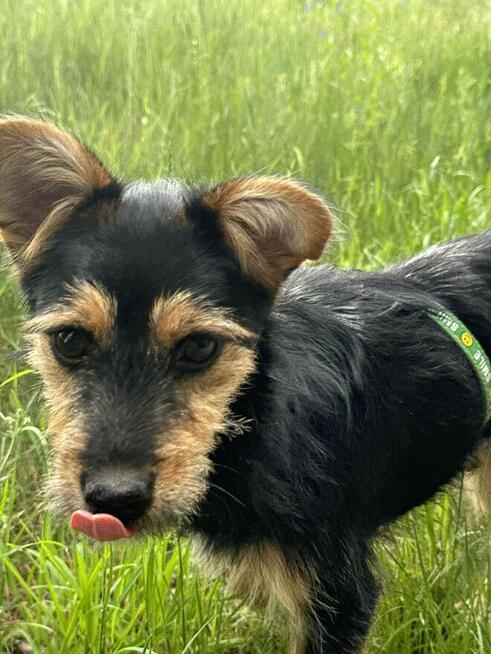 Mania , psie dziecko z cmentarza szuka domu