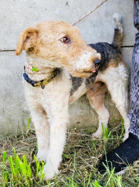 PAGO - foxterrier szorstkowłosy szuka domu