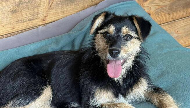 Mania , psie dziecko z cmentarza szuka domu