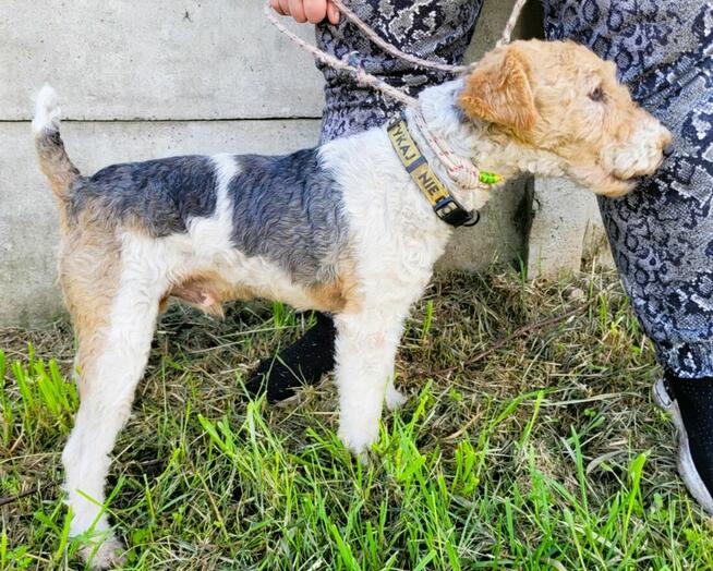 PAGO - foxterrier szorstkowłosy szuka domu