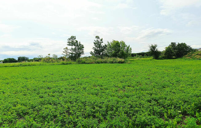 Działki budowlane Łapiguz