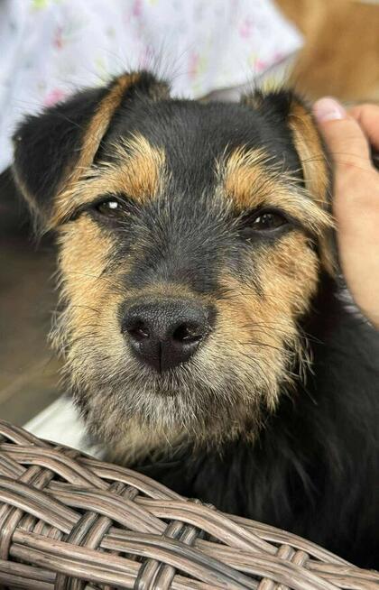 Mania , psie dziecko z cmentarza szuka domu