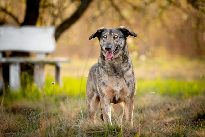 Karinka - skrzywdzona przez człowieka, delikatna sunieczka