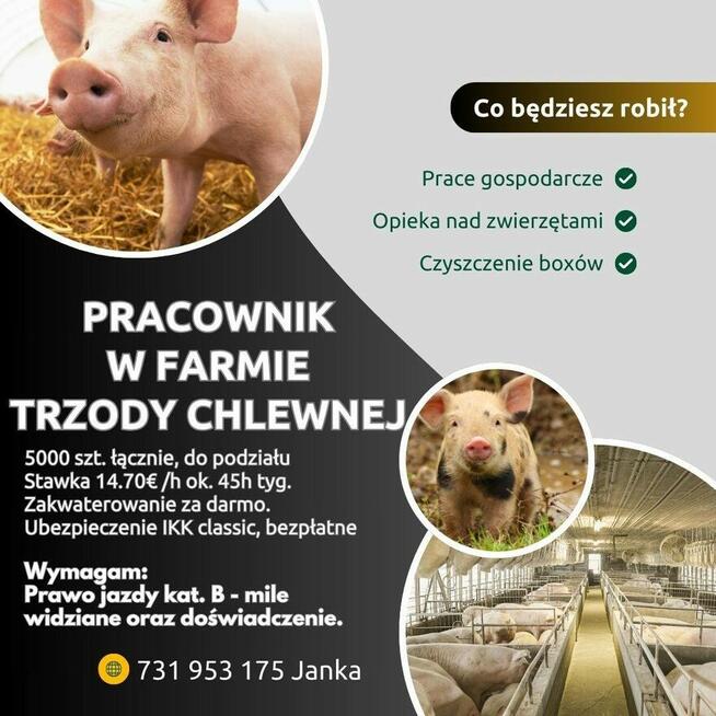 PRACA W CHLEWNI – NIEMCY | STAŁE ZATRUDNIENIE