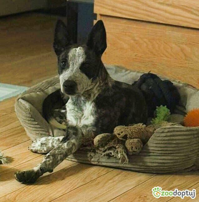 XENIA – 6 kg sunia ma kilka dni na znalezienie domu, PILNE