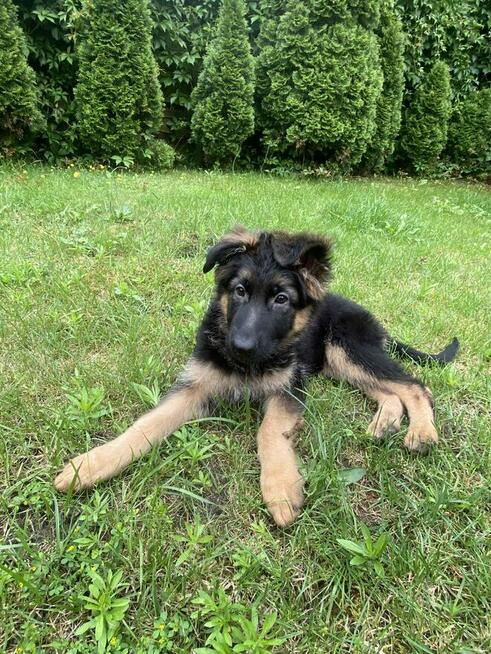 Szczeniaki owczarka niemieckiego