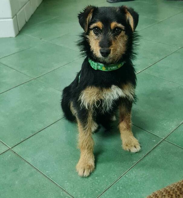 Mania , psie dziecko z cmentarza szuka domu