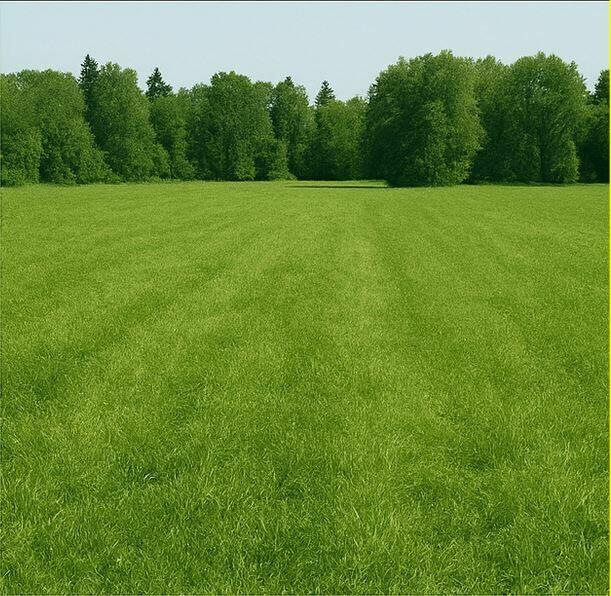 Oddam trawę/siano za darmo – łąka ponad 1 ha
