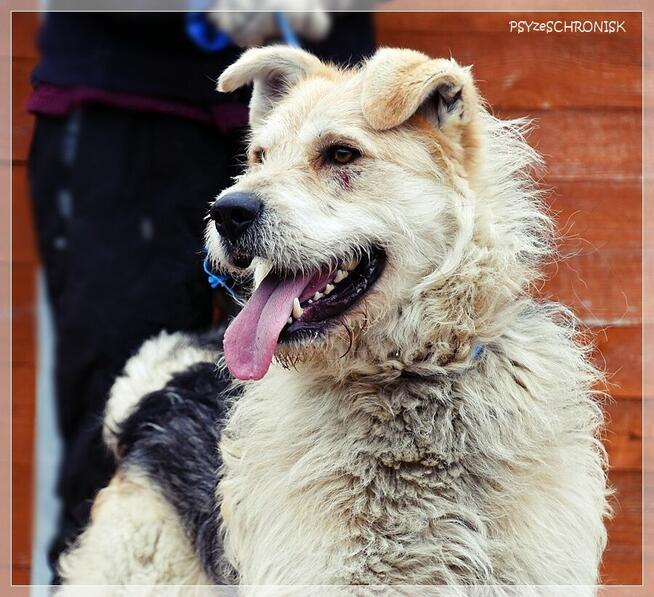 Anton – wesoły niby-szczeniak, chętnie zostanie jedynakiem