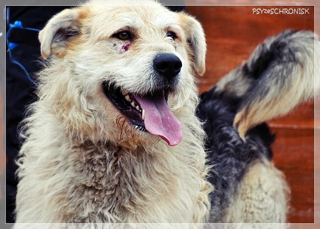 Anton – wesoły niby-szczeniak, chętnie zostanie jedynakiem
