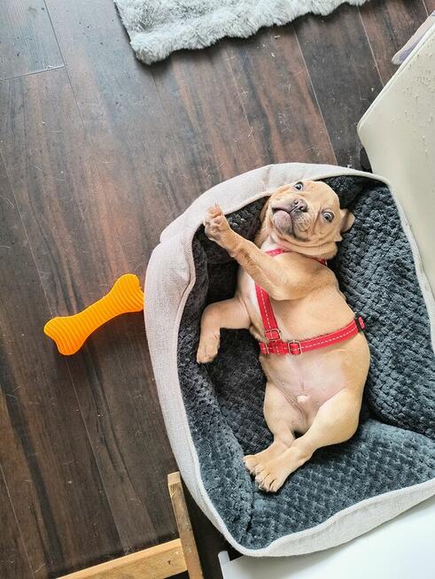 Szczeniak buldog francuski