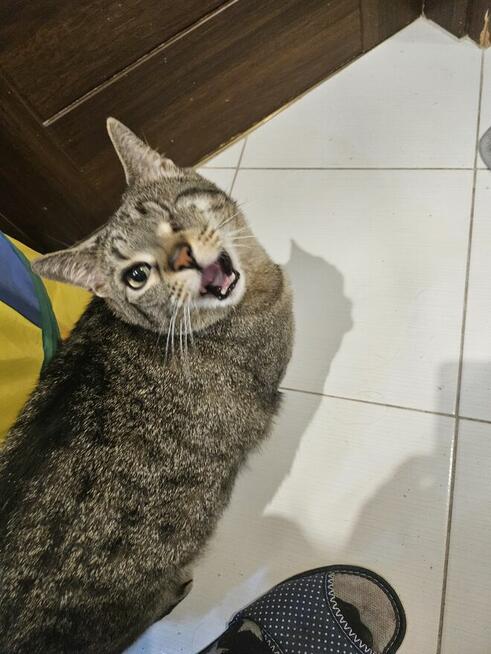 Kocia jednooczka szuka domku