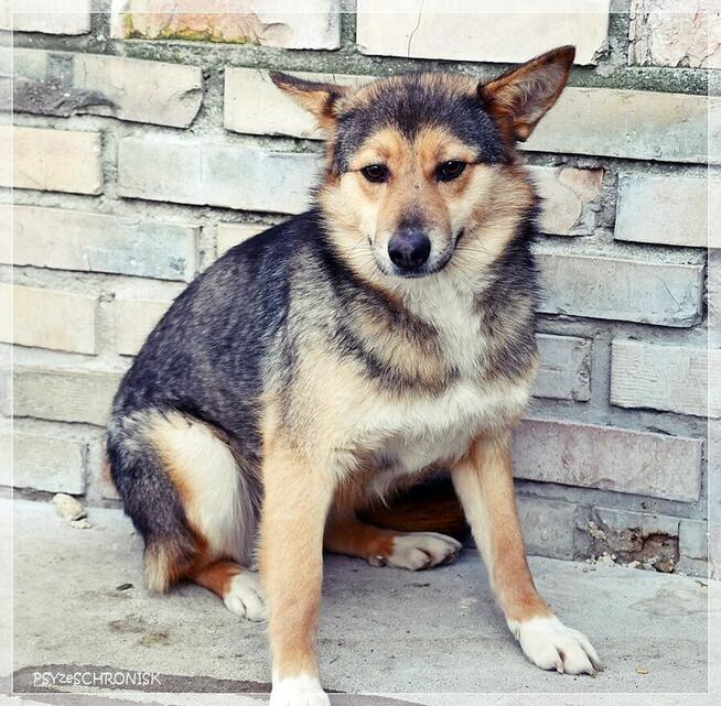 Nuka – potrzebuje doświadczonego opiekuna… potrzebuje pomocy