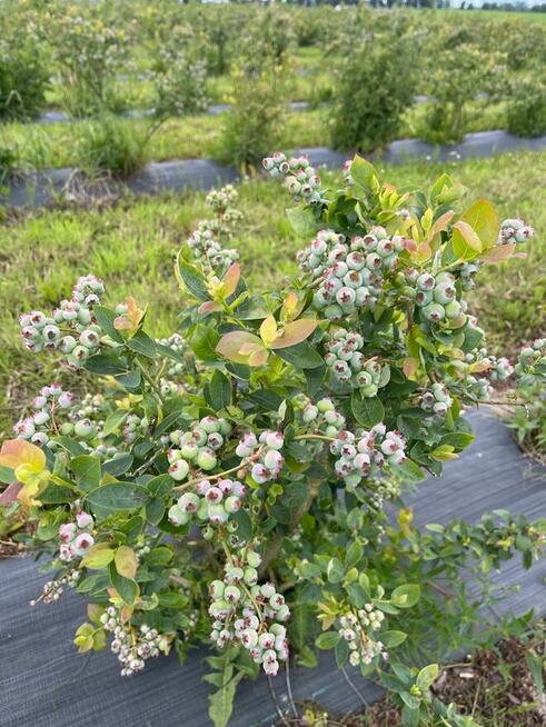 Gospodarstwo rolne 50 ha. Pomysł na biznes.
