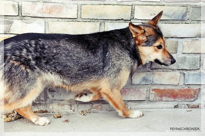 Nuka – potrzebuje doświadczonego opiekuna… potrzebuje pomocy