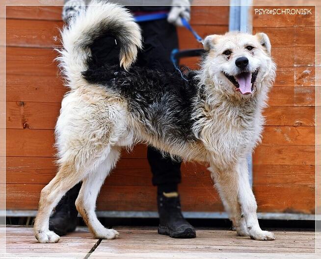 Anton – wesoły niby-szczeniak, chętnie zostanie jedynakiem
