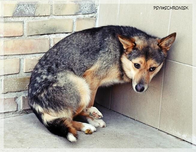 Nuka – potrzebuje doświadczonego opiekuna… potrzebuje pomocy