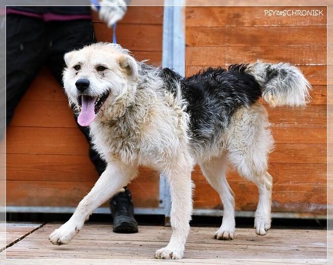 Anton – wesoły niby-szczeniak, chętnie zostanie jedynakiem