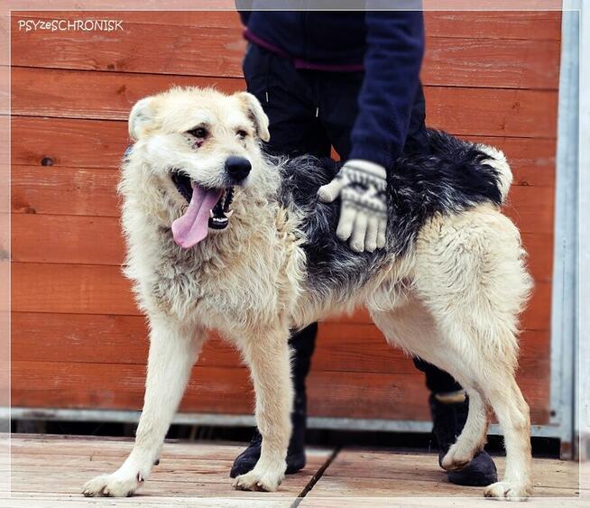 Anton – wesoły niby-szczeniak, chętnie zostanie jedynakiem