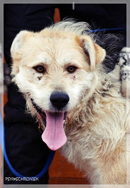 Anton – wesoły niby-szczeniak, chętnie zostanie jedynakiem