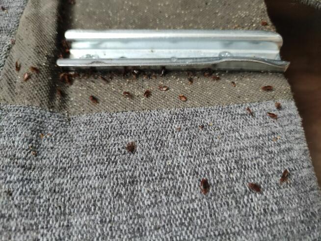 Dezynsekcja, odpluskwianie, pluskwy, prusaki