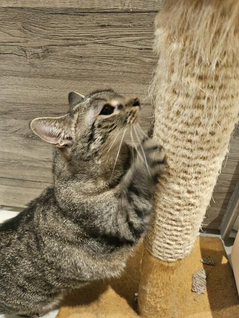 Kocia jednooczka szuka domku