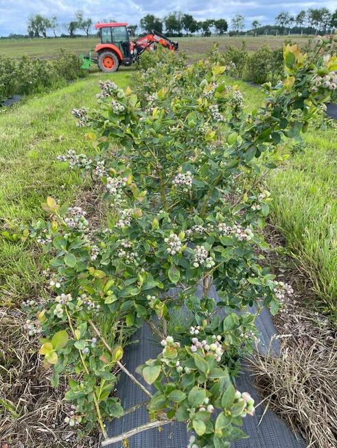 Gospodarstwo rolne 50 ha. Pomysł na biznes.