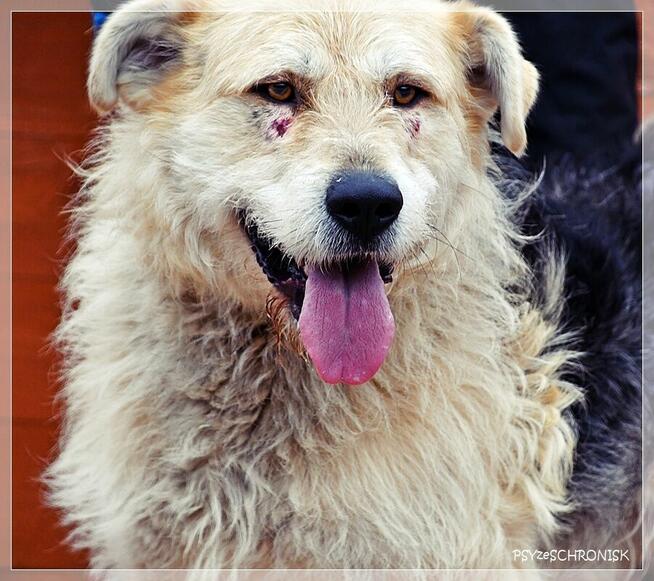 Anton – wesoły niby-szczeniak, chętnie zostanie jedynakiem