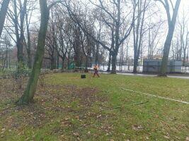 Wycinka drzew trudnych