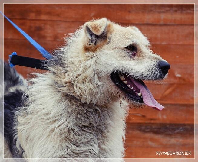 Anton – wesoły niby-szczeniak, chętnie zostanie jedynakiem