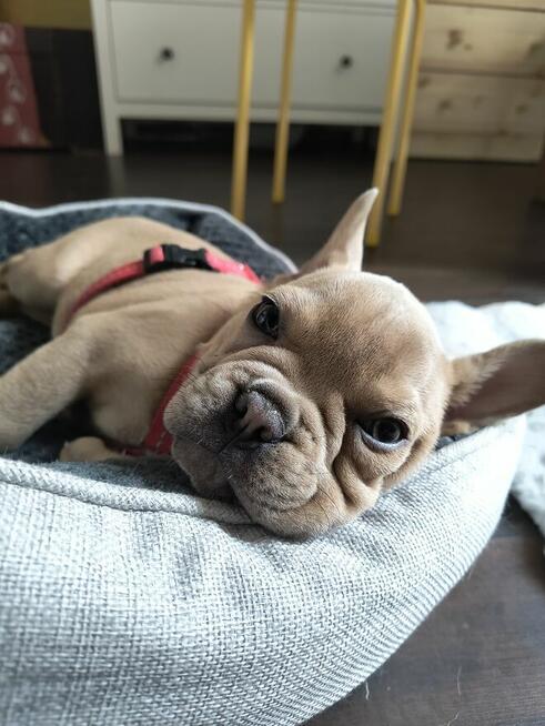 Szczeniak buldog francuski