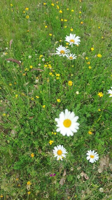 Wydzierżawię 1 hektar 1 ha przeliczeniowy ziemi Mszczonów