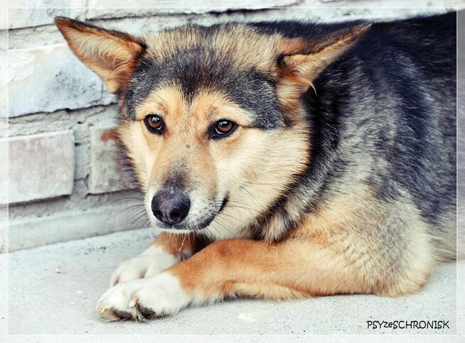 Nuka – potrzebuje doświadczonego opiekuna… potrzebuje pomocy