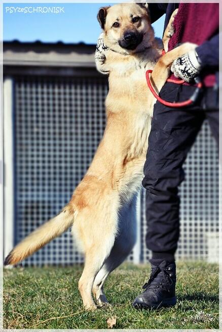 Frytka – uśmiechnięta od klapniętego ucha do ogona