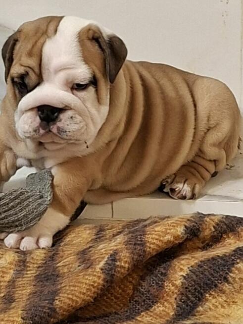 Buldog angielski piękny piesek FCI