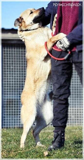 Frytka – uśmiechnięta od klapniętego ucha do ogona