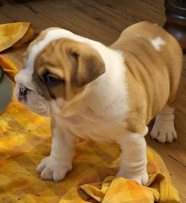 Buldog angielski piękny piesek FCI