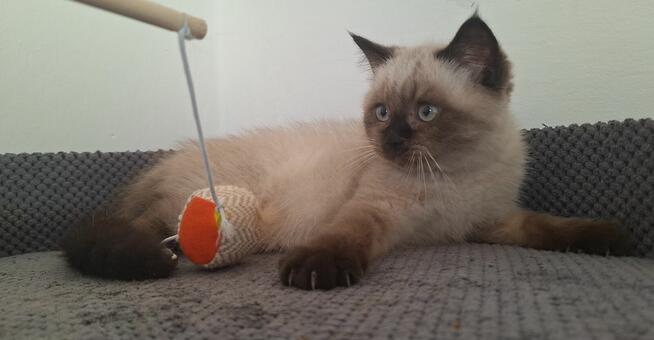 Kot brytyjski czekoladowy point