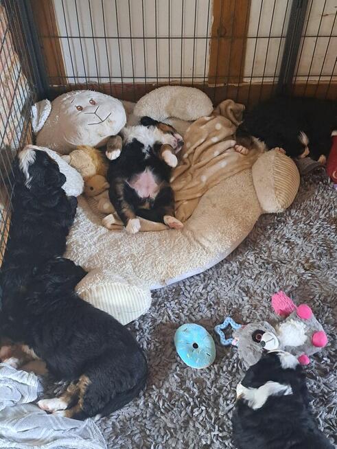 Szczeniaczki berneńskie.RodziceFCI!!