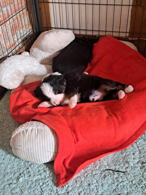 Szczeniaczki berneńskie.RodziceFCI!!