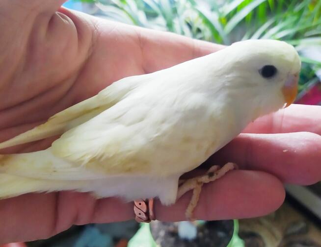 Papużki faliste do sprzedania