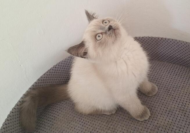 Kot brytyjski niebieski point, niebieskie oczka