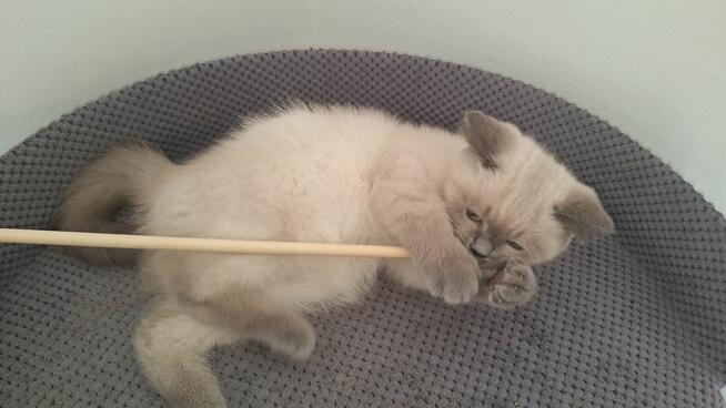 Kot brytyjski niebieski point, niebieskie oczka