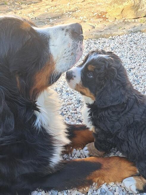 Szczeniaczki berneńskie.RodziceFCI!!