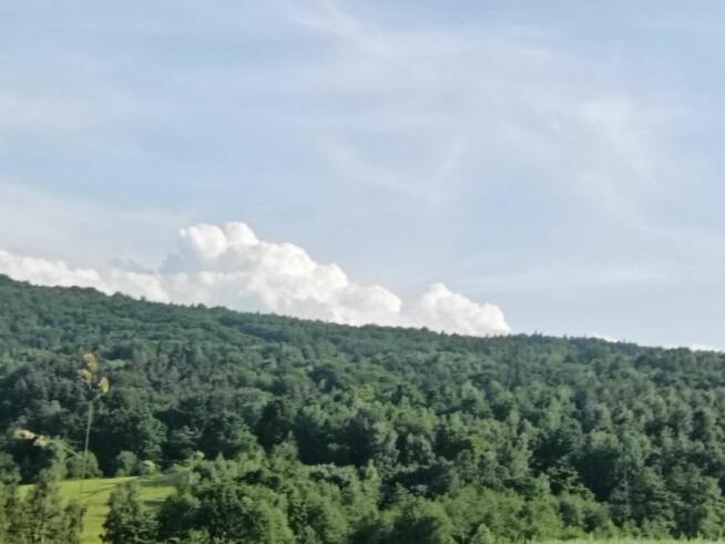 Las w Lipnicy Dolnej - 6 hektarów