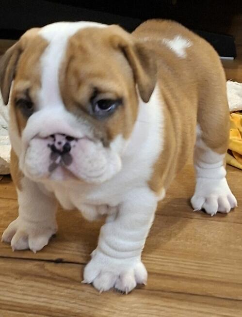 Buldog angielski piękny piesek FCI