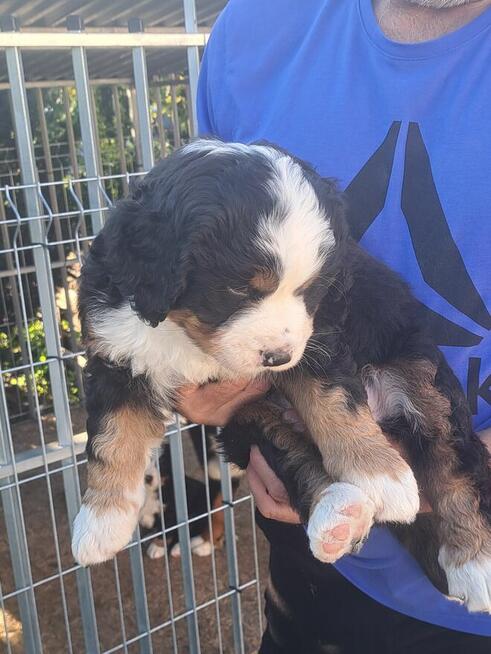 Szczeniaczki berneńskie.RodziceFCI!!