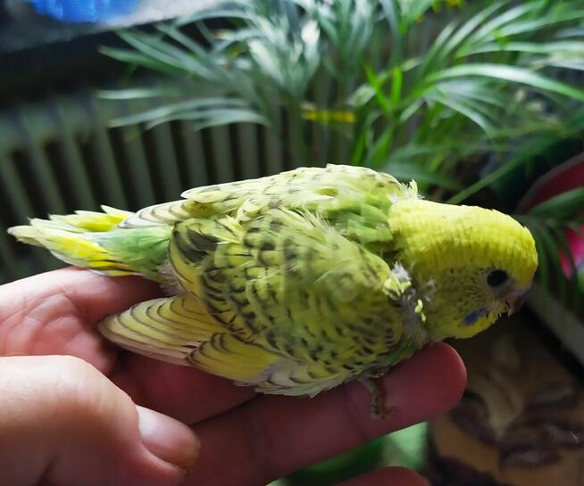 Papużki faliste do sprzedania