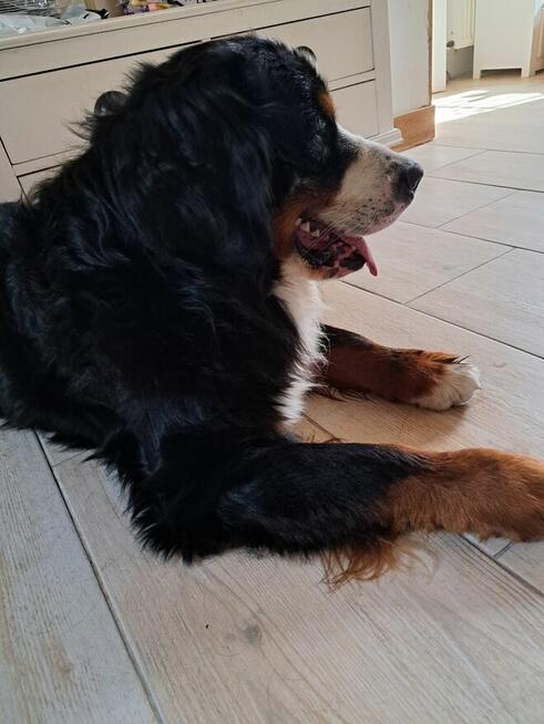 Szczeniaczki berneńskie.RodziceFCI!!