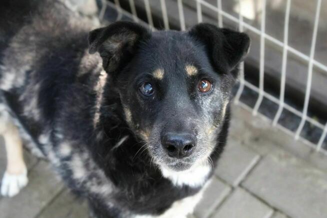 Perełka - rezolutna, wesoła seniorka szuka domu!